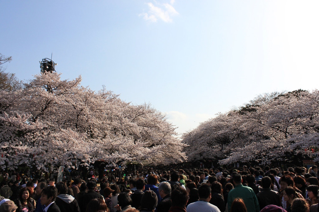 Best Sakura Photo (4)