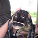 Gator Closeup • <a style="font-size:0.8em;" href="http://www.flickr.com/photos/26088968@N02/5348000212/" target="_blank">View on Flickr</a>
