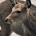 Nara deer • <a style="font-size:0.8em;" href="https://www.flickr.com/photos/40181681@N02/5208512914/" target="_blank">View on Flickr</a>