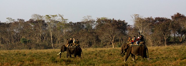 kaziranga national park safari