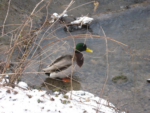Cold duck