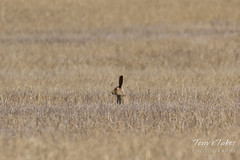Red-tailed Hawk attacks Jackrabbit - Sequence - 8 of 8
