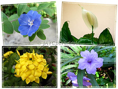 Collage of our garden's flowering plants in November 2010