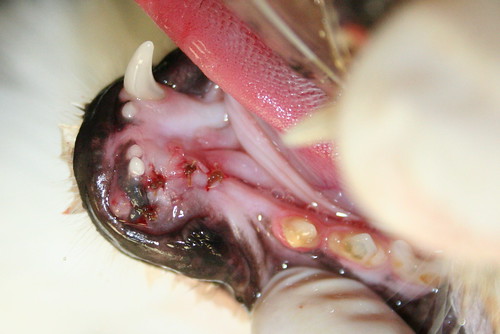 Lower Canine Extracted - Feline