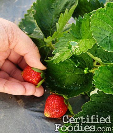 Me picking these strawberries at the Strawberry Farm in Baguio - CertifiedFoodies.com