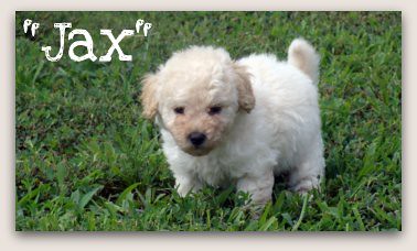 Jax - Mini Australian Labradoodle