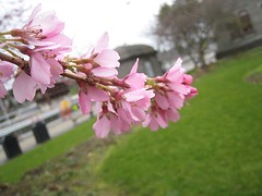Early Cherry Blossoms - Ballard Locks