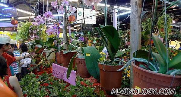 Nowadays, people buy orchids for Chinese New Year too