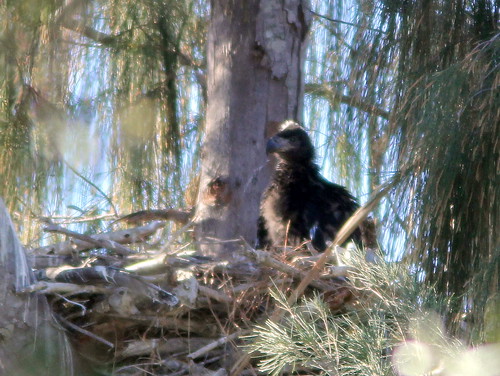 Older eagle chick 20110215