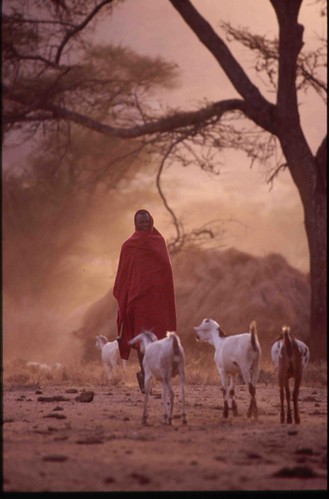Maasai man takes his goats out for a day's grazing