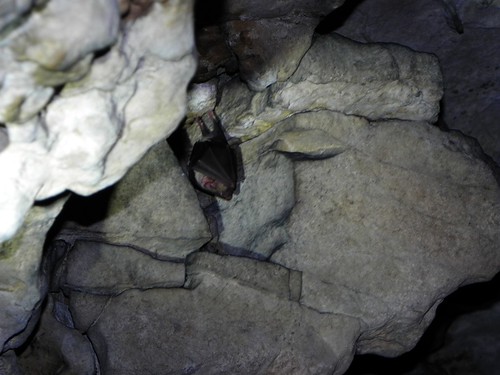Grand rhinolophe grotte de Banges