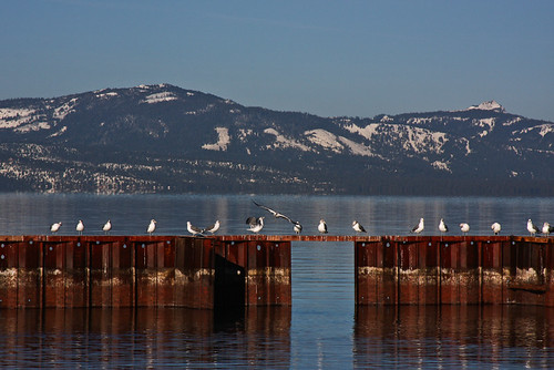 Mountain Gulls