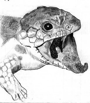 shingleback lizard