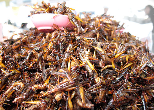 Fried Grasshoppers