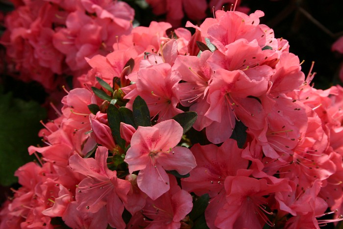 pinkflowers1