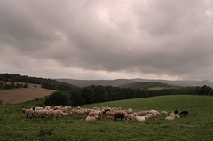 Landscape with sheeps near Döringsdorf
