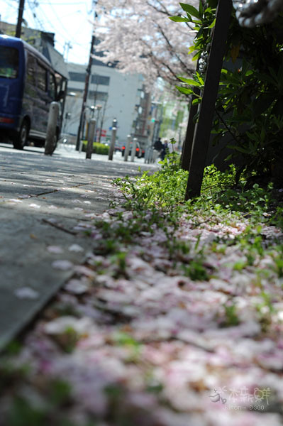 櫻花瓣