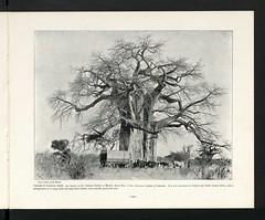 Anglų lietuvių žodynas. Žodis cream-of-tartar tree reiškia kremas-totorių medis lietuviškai.