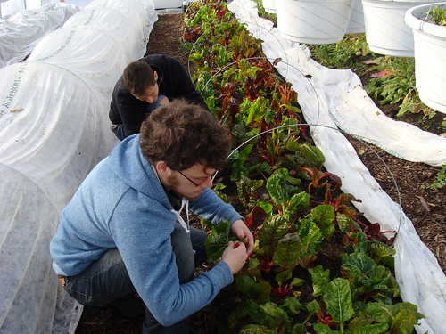 Harvesting