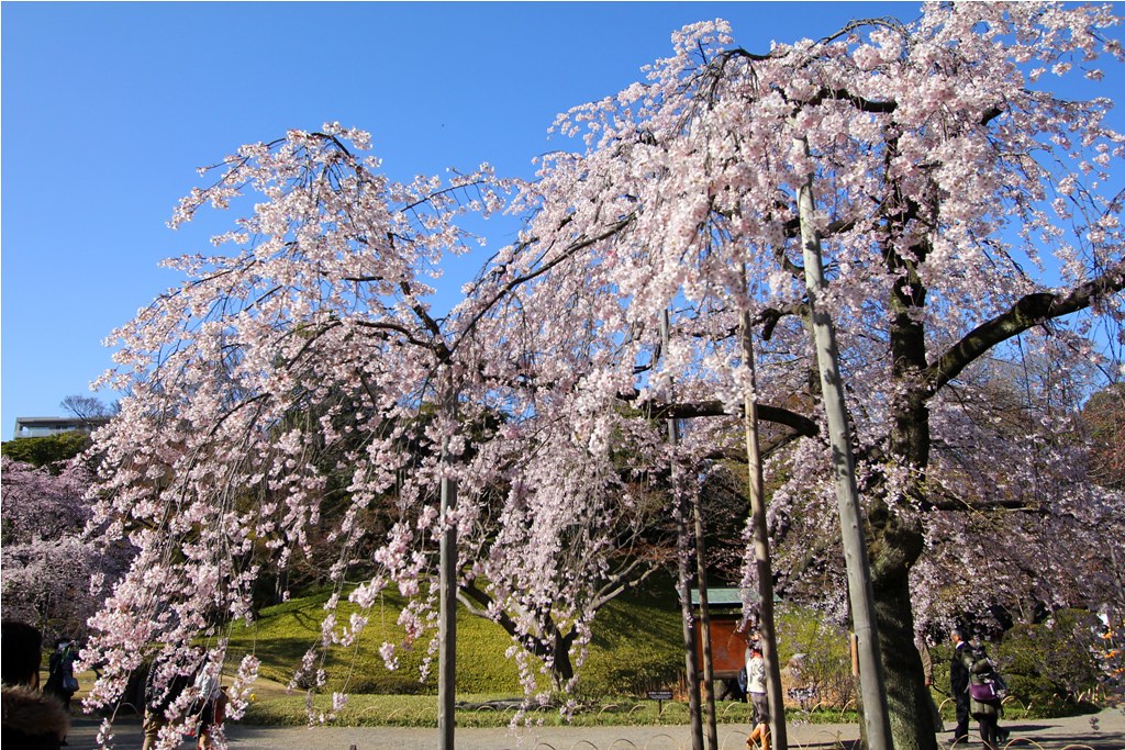 Sakura Photo 2011Koishikawa Botanical Gardens (1)