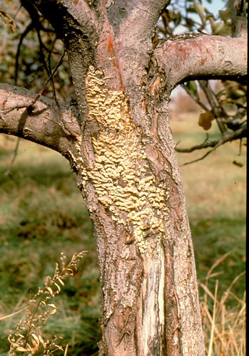 Apple tree trunk colonized by a wood rotting fungus that is producing visible fruiting bodies. Photo courtesy of Dale Bergdahl, University of Vermont.