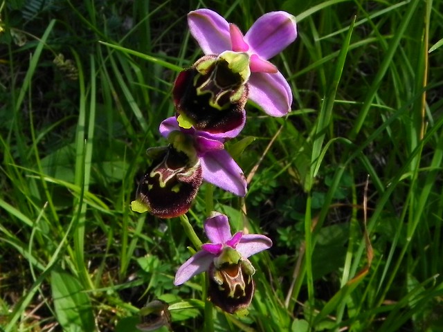 Ophrys bourdon=Ophrys holosericea - Planfait 006