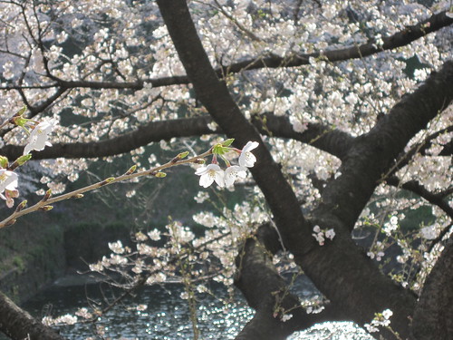 Sakura at Kudanshita