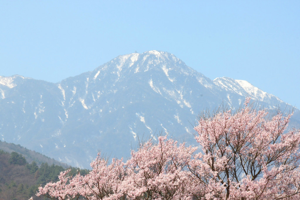 Sakura Photo 2011The Yamadaka Jindai Cherry blossom (5)