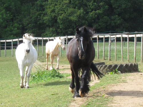 Three ponies approach