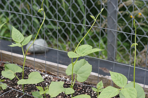 Vegetable Garden 2011 - June 25