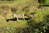 Donkeys alongside the D757 near Cozzano