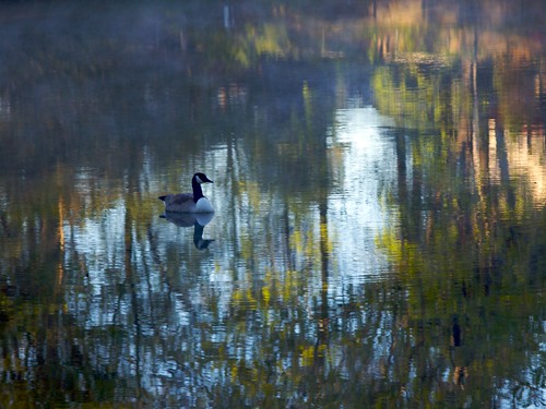 Goose on Pond