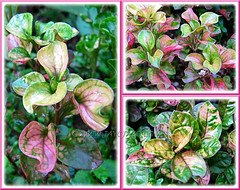 Alternanthera ficoidea with colourful variegated foliage in our garden