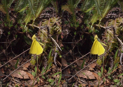 Eurema mandarina, stereo parallel view