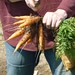 cueillette de carottes