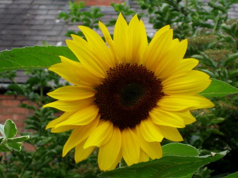 growing sunflowers with kids