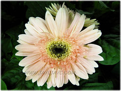 Gerbera jamesonii - light apricot rays with black disk florets and yellow trans florets