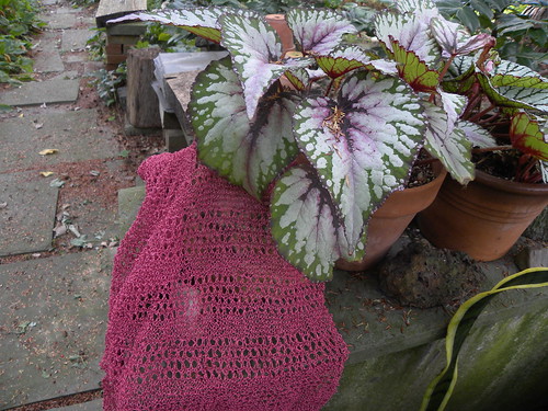 Begonias and Scarf