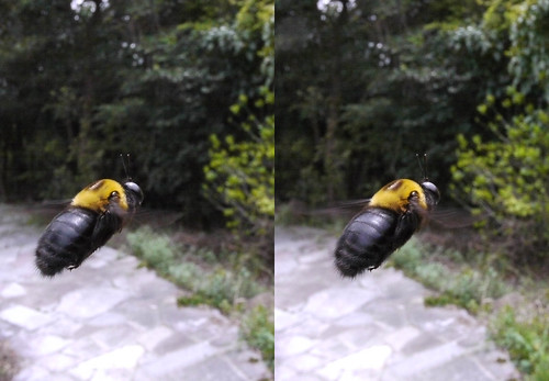 Xylocopa appendiculata, stereo parallel view