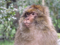 Anglų lietuvių žodynas. Žodis macaque reiškia n zool. makaka (šunbeždžionė) lietuviškai.