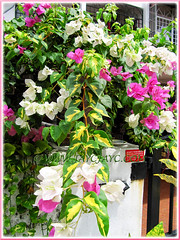 Unidentified Bougainvillea with white and pink bracts and variegated foliage