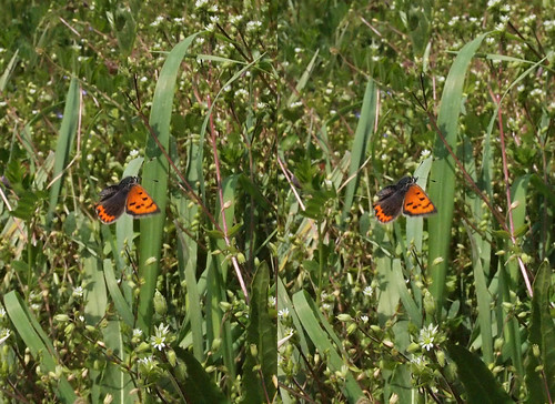 Lycaena phlaeas, stereo parallel view