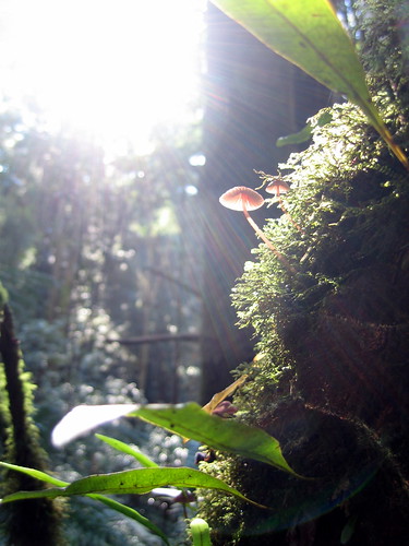 Otway rainforest fungi