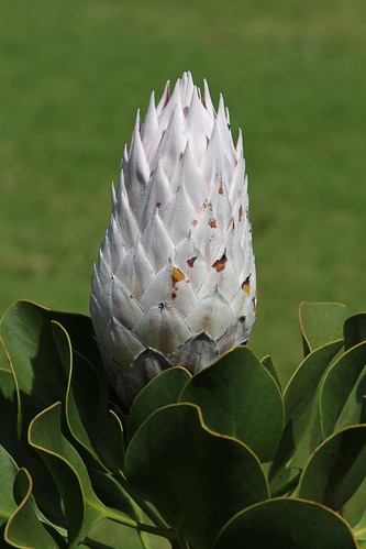 Kirstenbosch Protea