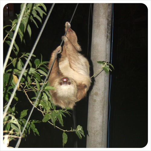 Sloth Monteverde