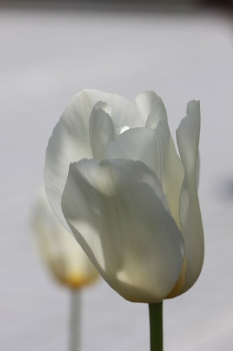 しろ / White tulip