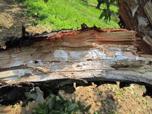 Broken limb showing white fungal mats of a wood rotting fungus. Photo courtesy of Alan R. Biggs, West Virginia University.