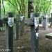 Cmentarz w Ościsłowie (16) • <a style="font-size:0.8em;" href="http://www.flickr.com/photos/115791104@N04/14002984053/" target="_blank">View on Flickr</a>