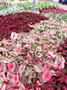 Caladium • <a style="font-size:0.8em;" href="http://www.flickr.com/photos/101656099@N05/13947672290/" target="_blank">View on Flickr</a>