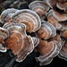Fall fungi • <a style="font-size:0.8em;" href="http://www.flickr.com/photos/124671209@N02/14211181742/" target="_blank">View on Flickr</a>